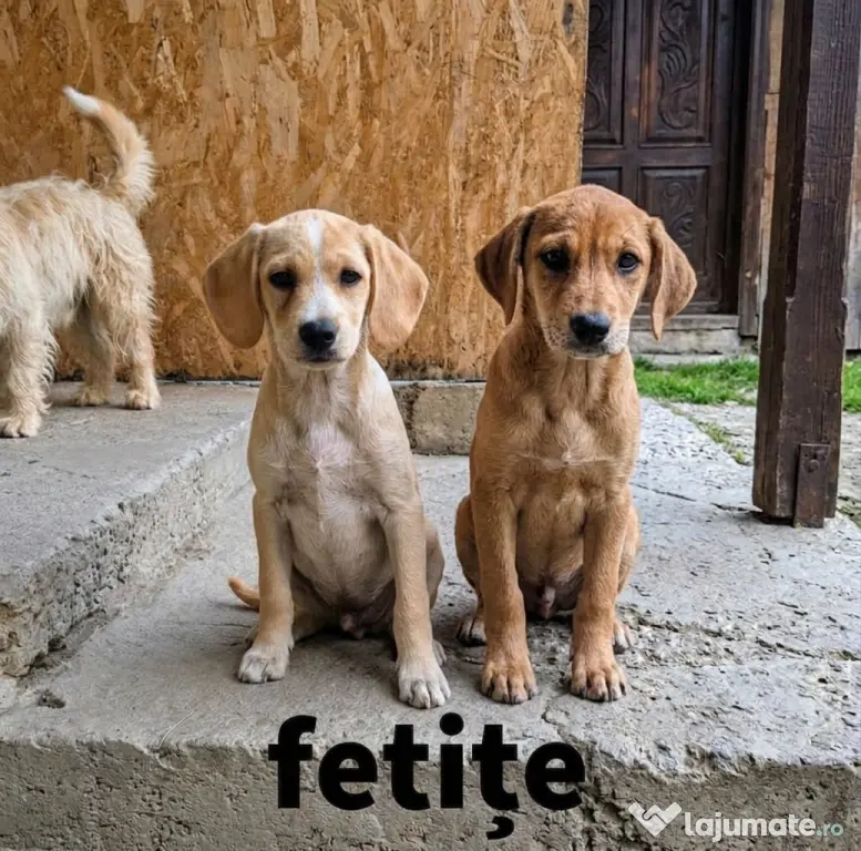 Dau spre pre adopție: 4 cățeluși (2 fetițe și 2 băieței)