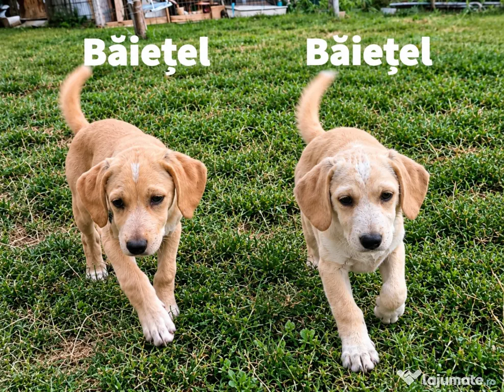 Dau spre pre adopție: 4 cățeluși (2 fetițe și 2 băieței)