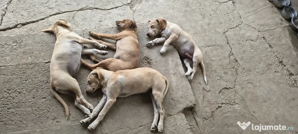 Dau spre pre adopție: 4 cățeluși (2 fetițe și 2 băieței)