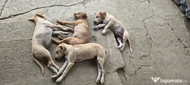 Dau spre pre adopție: 4 cățeluși (2 fetițe și 2 băieței)