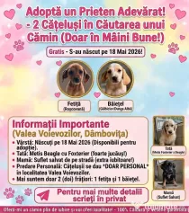 Dau spre pre adopție: doi cățeluși (o fetiță și un băiețel)