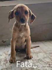 Spre adopție: 5 puiuți energici și iubitori (2 fetițe și 3 băieței) 