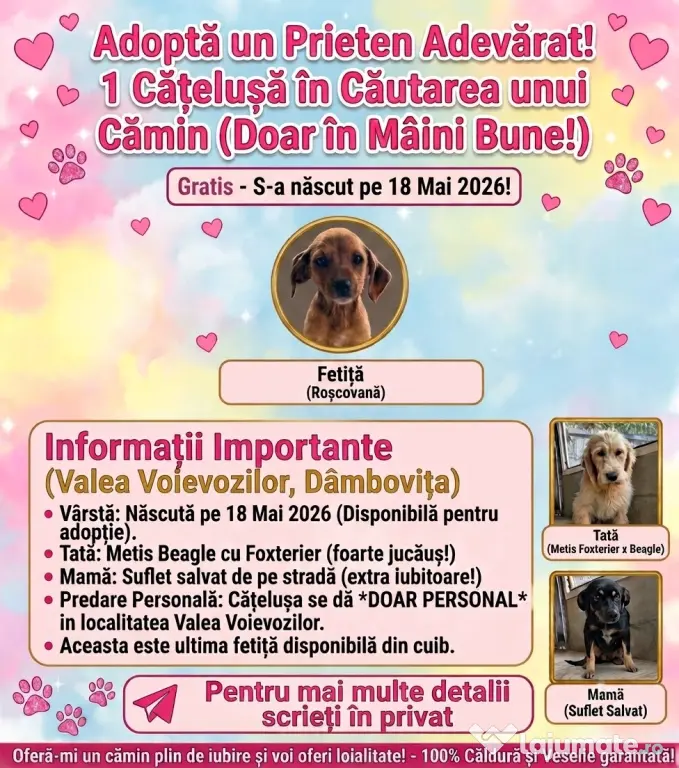Dau spre adopție: O Cățelușă energică și iubitoare