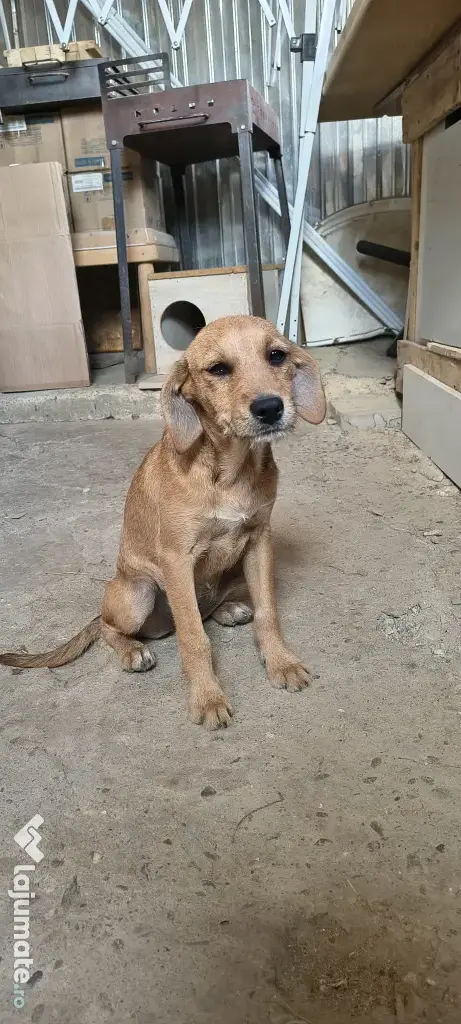 Dau spre adopție: O Cățelușă energică și iubitoare