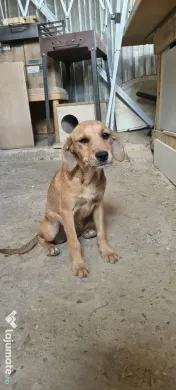 Dau spre adopție: O Cățelușă energică și iubitoare 