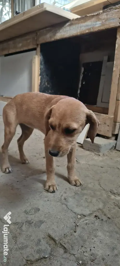 Dau spre adopție: O Cățelușă energică și iubitoare