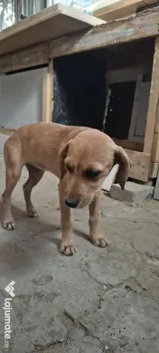 Dau spre adopție: O Cățelușă energică și iubitoare 