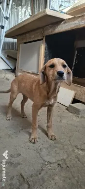Dau spre adopție: O Cățelușă energică și iubitoare 