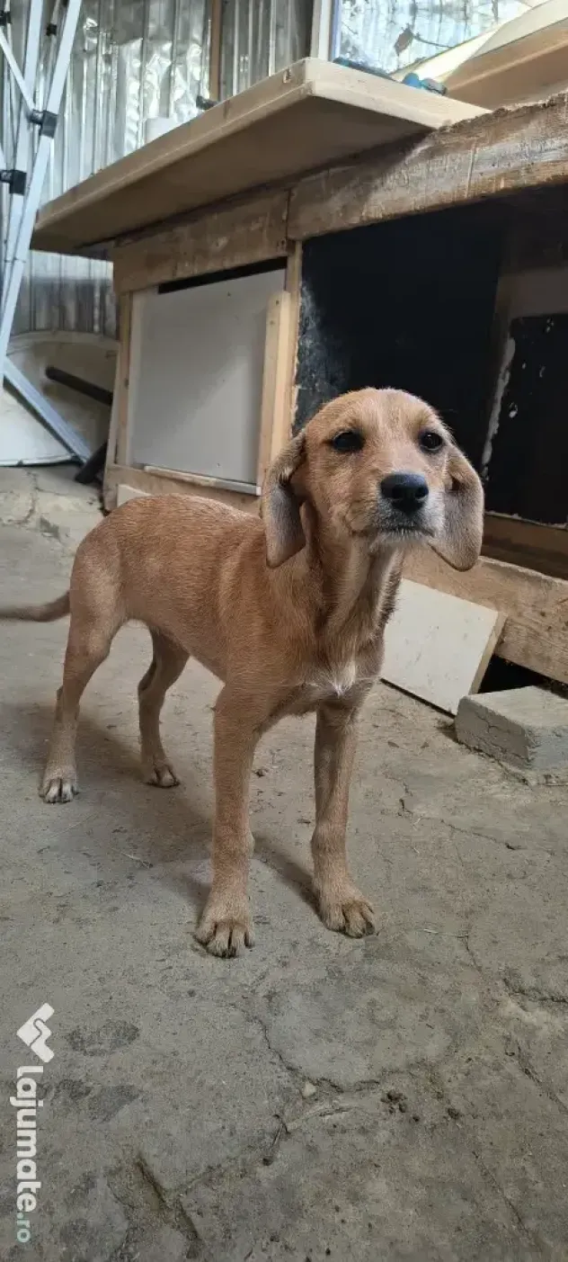 Dau spre adopție: O Cățelușă energică și iubitoare