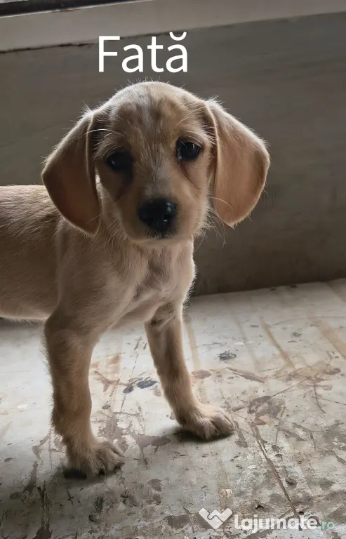 Spre adopție: 5 puiuți energici și iubitori (2 fetițe și 3 băieței)