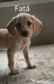 Spre adopție: 5 puiuți energici și iubitori (2 fetițe și 3 băieței) 