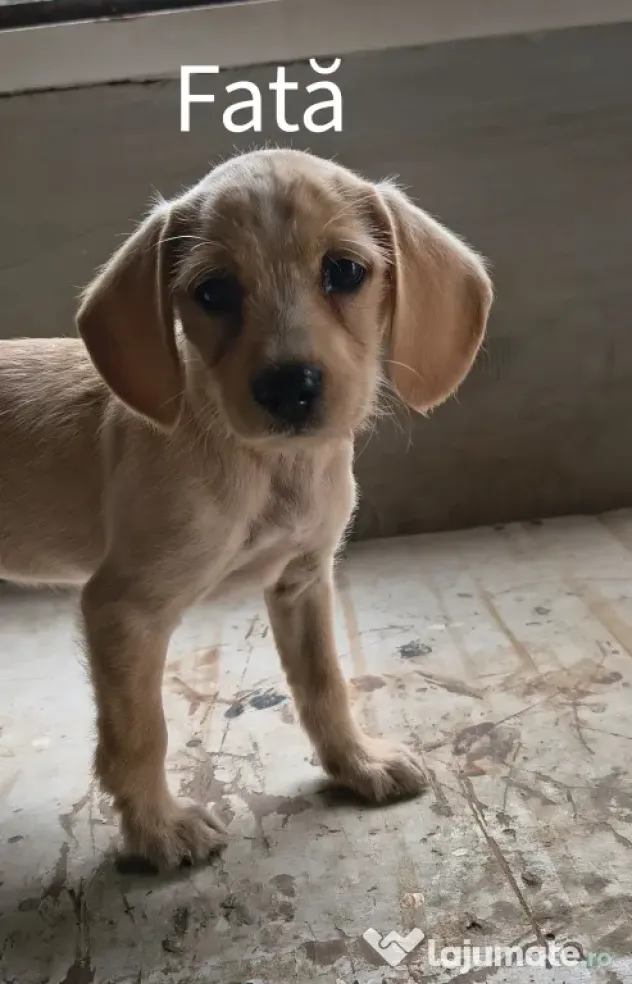 Spre adopție: 5 puiuți energici și iubitori (2 fetițe și 3 băieței)