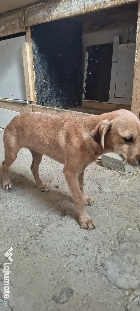 Dau spre adopție: O Cățelușă energică și iubitoare