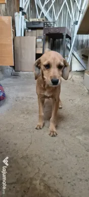 Dau spre adopție: O Cățelușă energică și iubitoare 