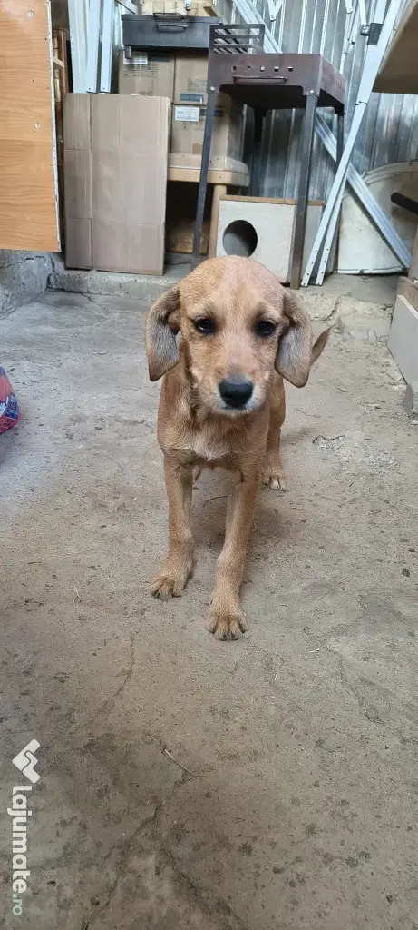Dau spre adopție: O Cățelușă energică și iubitoare