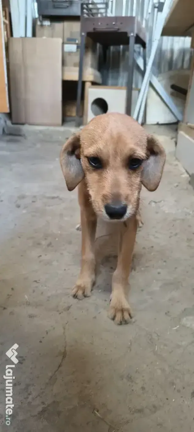 Dau spre adopție: O Cățelușă energică și iubitoare