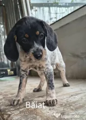 Spre adopție: 5 puiuți energici și iubitori (2 fetițe și 3 băieței) 