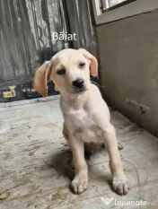 Spre adopție: 5 puiuți energici și iubitori (2 fetițe și 3 băieței) 
