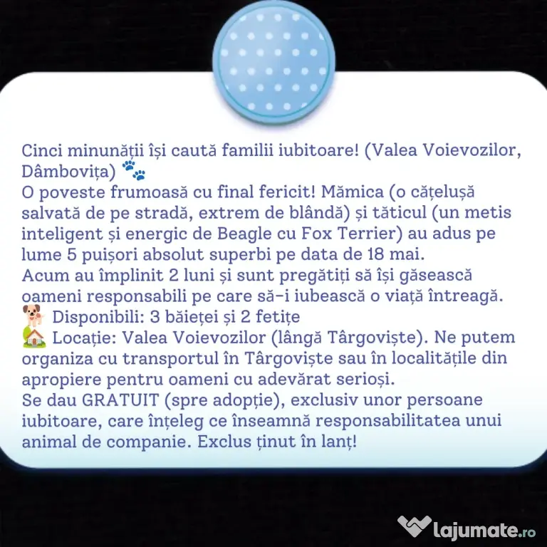 Spre adopție: 5 puiuți energici și iubitori (2 fetițe și 3 băieței)