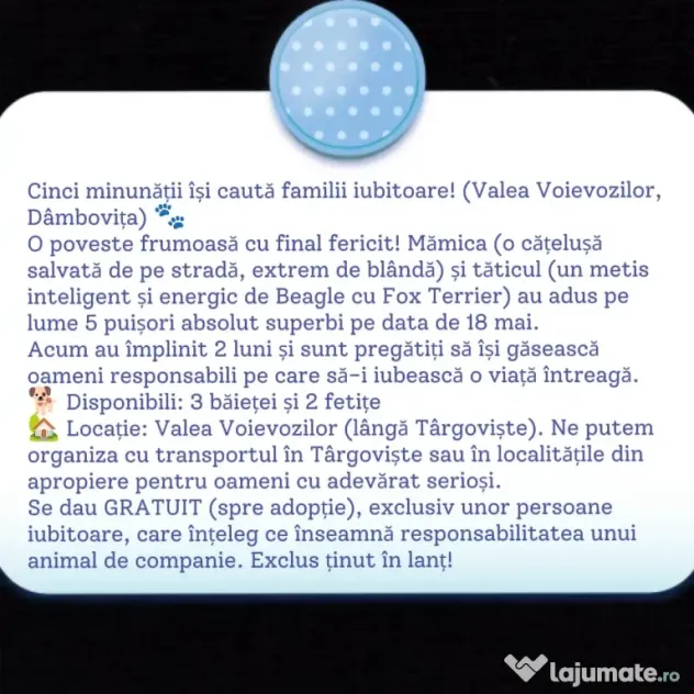 Spre adopție: 5 puiuți energici și iubitori (2 fetițe și 3 băieței)