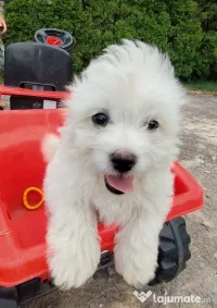 bichon maltez 