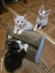 Puiuți de pisică pentru adopție 