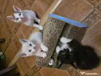 Puiuți de pisică pentru adopție