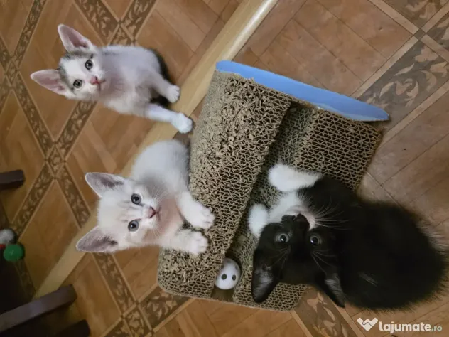 Puiuți de pisică pentru adopție