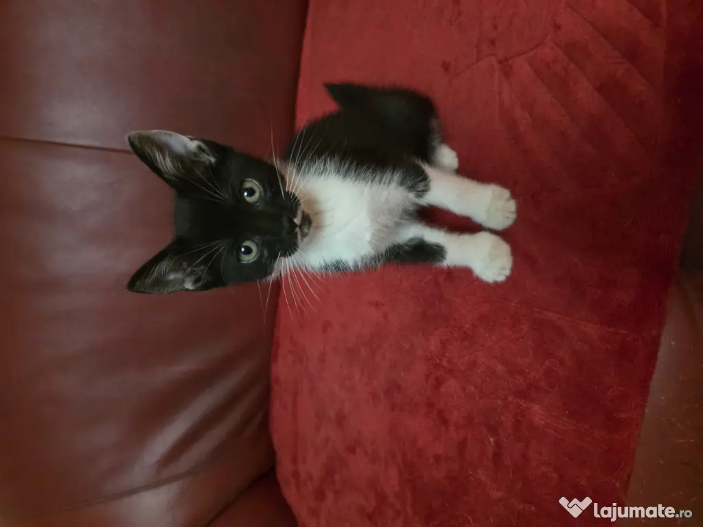 Puiuți de pisică pentru adopție