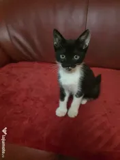 Puiuți de pisică pentru adopție 