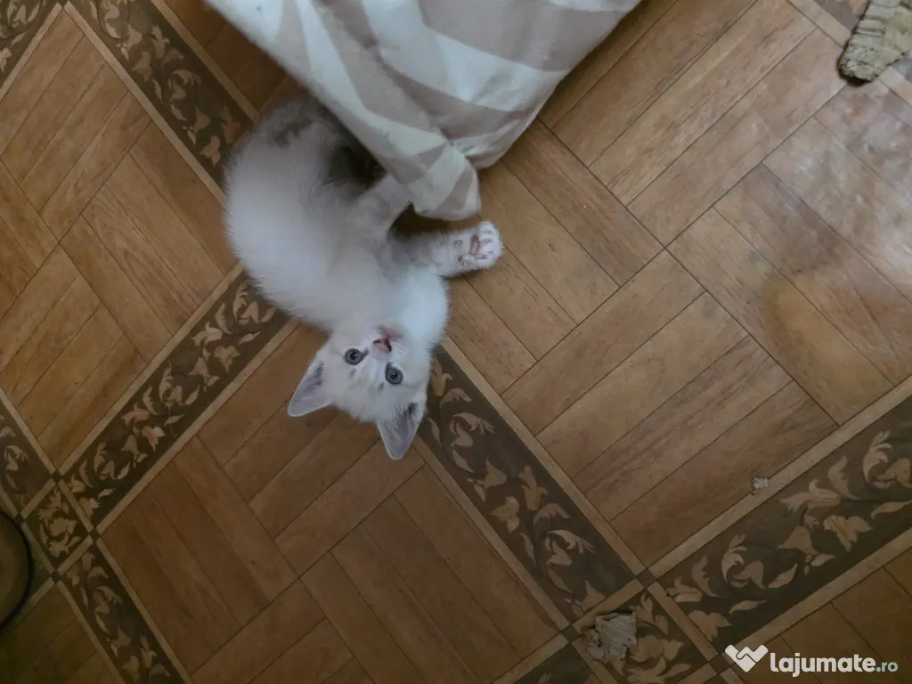 Puiuți de pisică pentru adopție