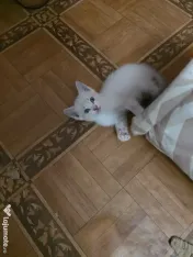 Puiuți de pisică pentru adopție 
