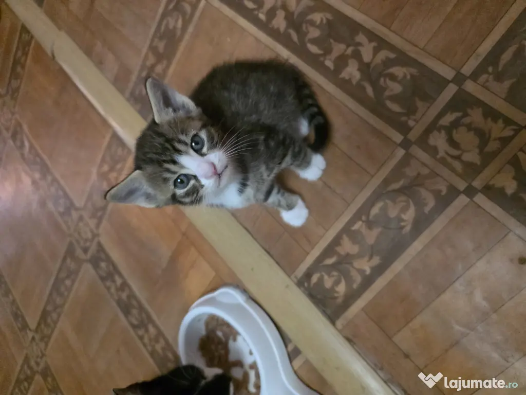Puiuți de pisică pentru adopție