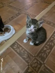 Puiuți de pisică pentru adopție 