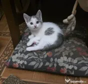 Puiuți de pisică pentru adopție 