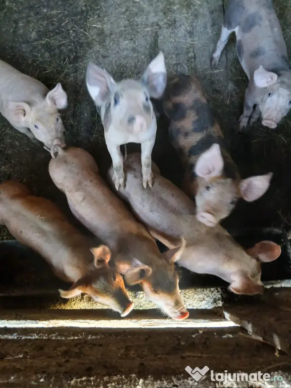 Vand porci pietran