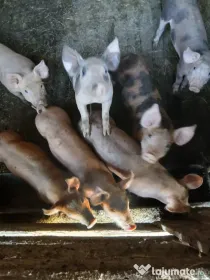 Vand porci pietran