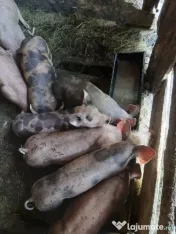 Vand porci pietran