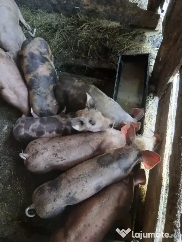 Vand porci pietran