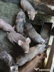 Vand porci pietran