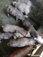 Vand porci pietran