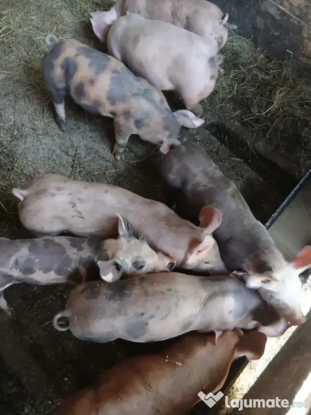 Vand porci pietran