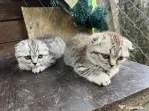 Pisica Scottish Fold