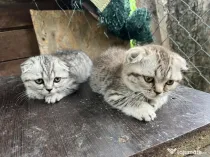 Pisica Scottish Fold