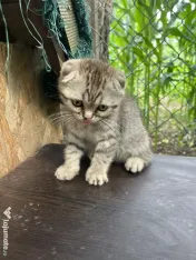 Pisica Scottish Fold 