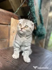 Pisica Scottish Fold 