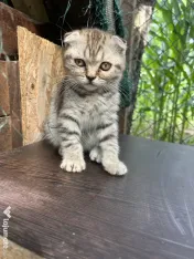 Pisica Scottish Fold 