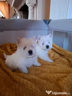 Pui rasa Westie disponibili