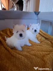 Pui rasa Westie disponibili 