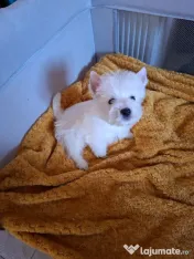 Pui rasa Westie disponibili 